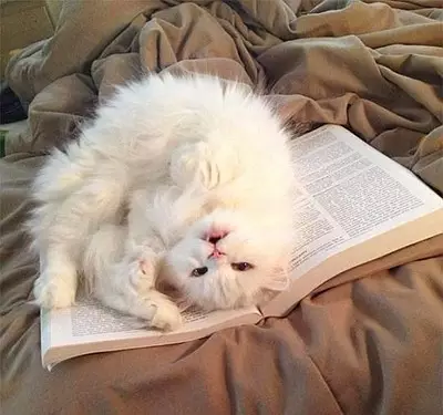 什么猫什么书的成语_成语故事图片(3)