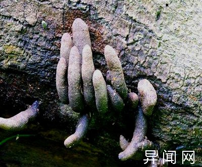 深山地底下伸出的"死人手指",误食易致命死亡!