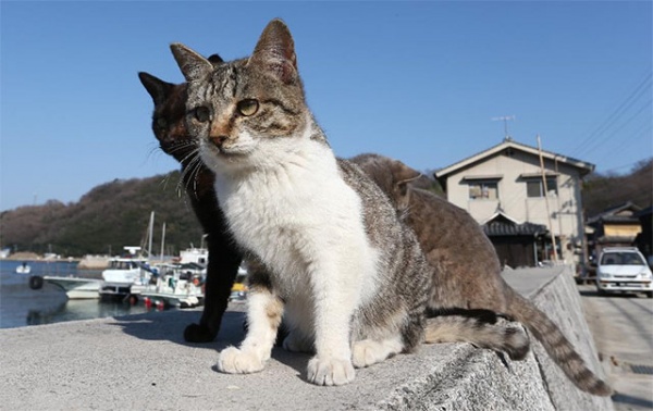 日本猫岛!迅速补充猫养份的补给站!