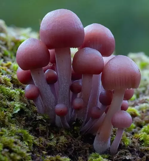 中山电商哪家强:你可能都没有见过的花蘑菇