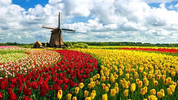 荷兰郁金香花海, 一场充满颜色的旅行