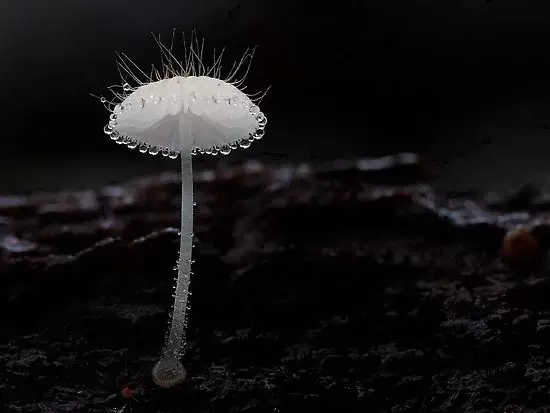 中山电商哪家强:你可能都没有见过的花蘑菇