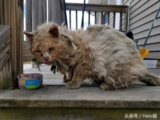 "飞盘刚被送过来时全身都快散架了,它非常的饥饿.