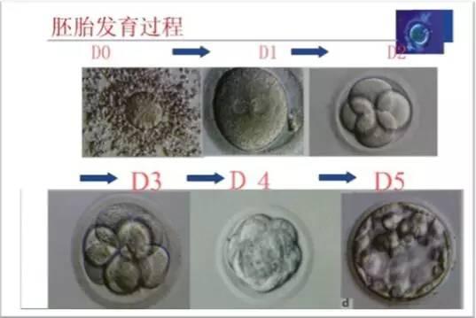 (图:胚胎体外发育过程) 2,根据早孕期b超推算 受孕后早期b超检查,如孕