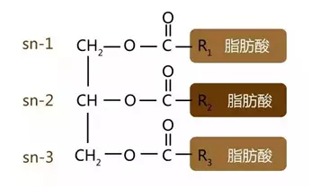 母乳脂肪结构的特殊性