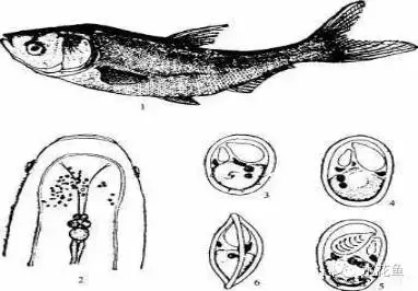 值得收藏图文详解二十二种常见水产寄生虫病害