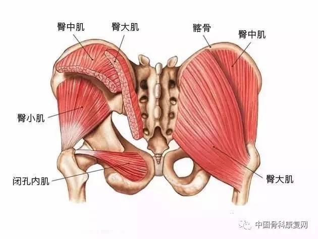 臀大肌训练两三事