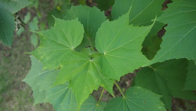 木芙蓉掌叶迎佳子粉花羞美人