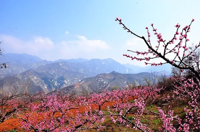 在那桃花盛开的地方……有一个春天与你相约.