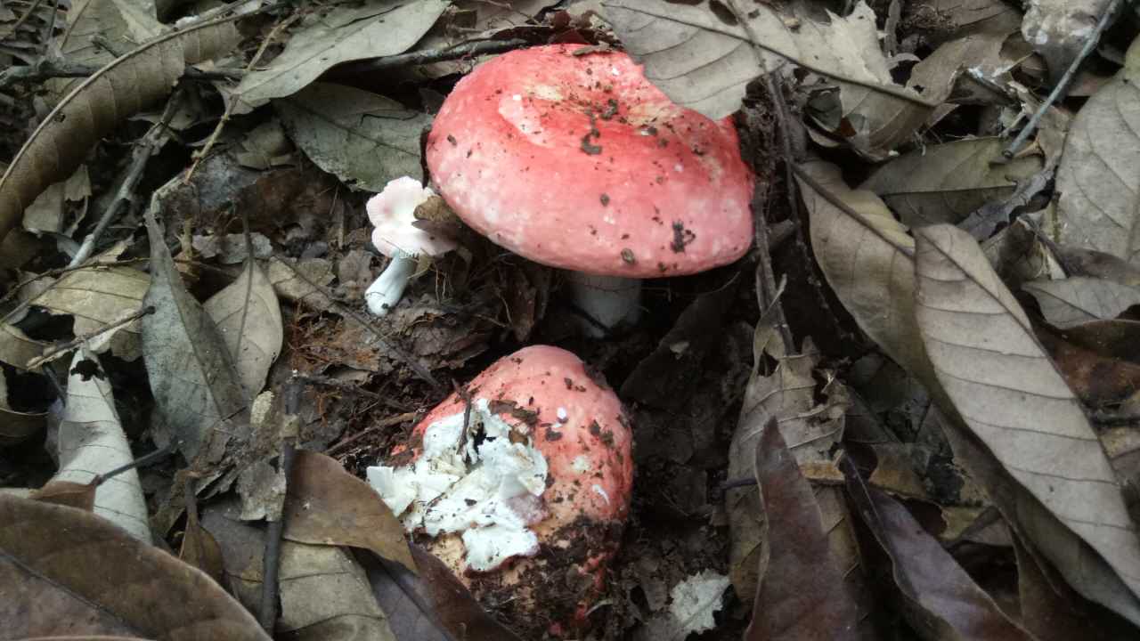 【组图】这山货鲜红如毒蘑菇却比松茸贵,仅广西大山有