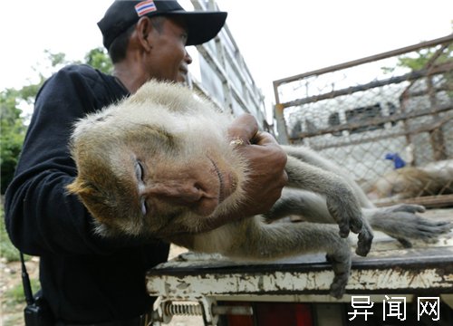 捕猴行动,使用大口径麻醉枪直接射击,不然这些上天入地的猴子还真能抓