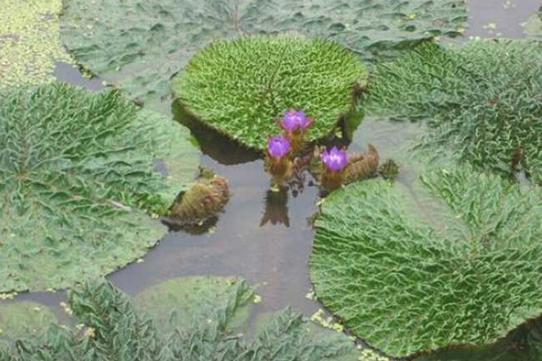 "鸡头果"学名芡实,是睡莲科一年生水生草本植物,其果实形似"鸡头"故而