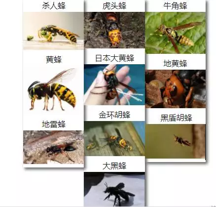 世界上有毒的10种蜂,见到不要招惹!