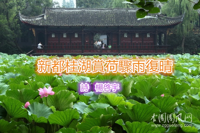 新都桂湖赏荷骤雨复晴(诗 杨启宇)