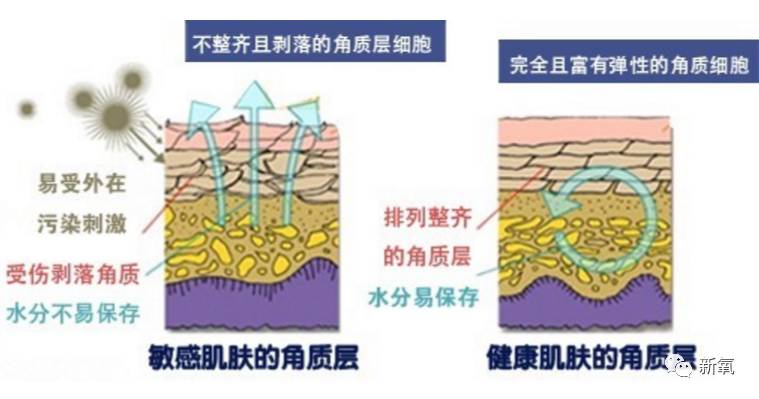 角质层 激光产生的热效应一旦使角质蛋白变性,破坏角质层的正常结构