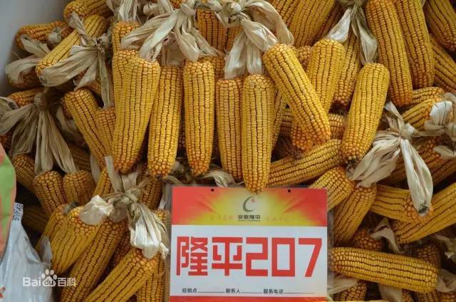 隆平高科 玉米品种 隆平207