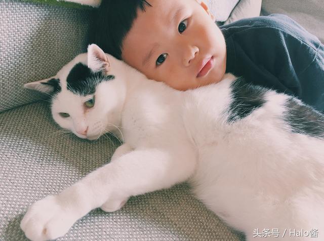 这只猫咪和小主人感情好得像哆啦a梦与大雄