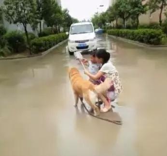 别家金毛下雨天给拿伞给堵车,我家的就是个逗比!