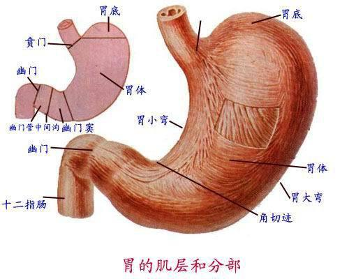 中医说六腑之胃的形态结构生理功能和特性