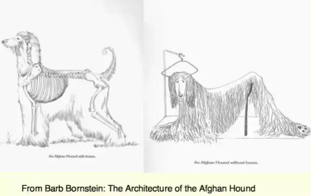 宠知|阿富汗猎犬为什么是今天的样子?