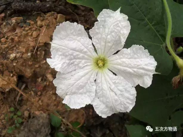 嫩瓜可食用,但一般供食用的是其变种瓠瓜或瓠子.上图为葫芦的雌花.