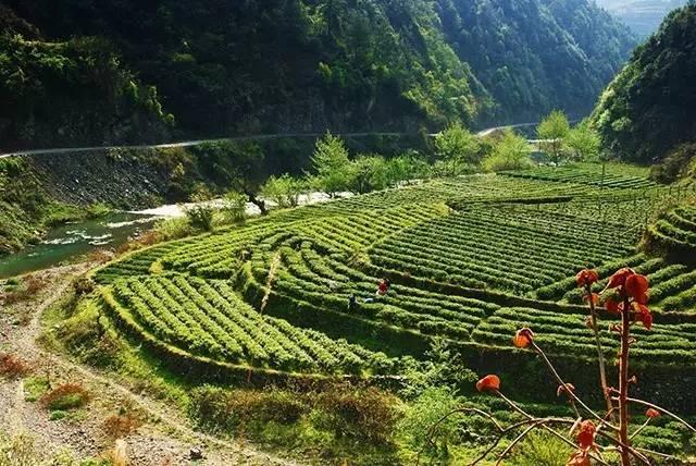 下一站茶山刘简谱_下一站茶山刘图片(2)