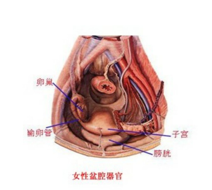 女性的生殖系统比男性复杂得多.