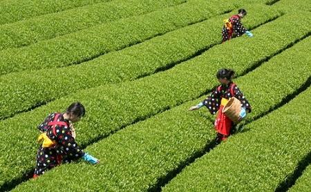 茶园婚纱基地_茶园基地图片(3)