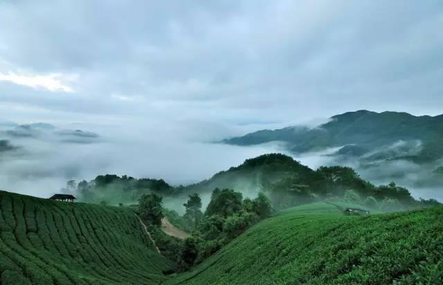 合水茶叶生态休闲旅游景区的茶旅融合景区建设,把昭平县打造成最