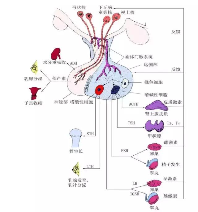 得了垂体瘤别害怕先了解清楚这些事儿