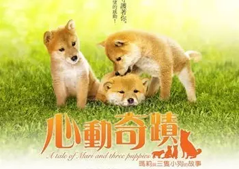 no.5 爱犬的奇迹