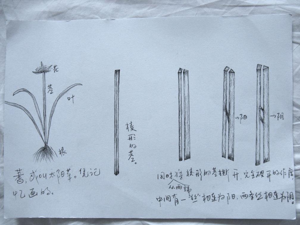 揭开千年蓍草神秘面纱,占卜只是个副业!