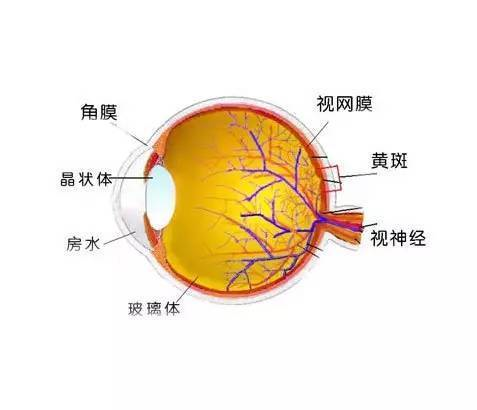眼球结构示意图"飞蚊症其实是玻璃体混浊的一种表现."