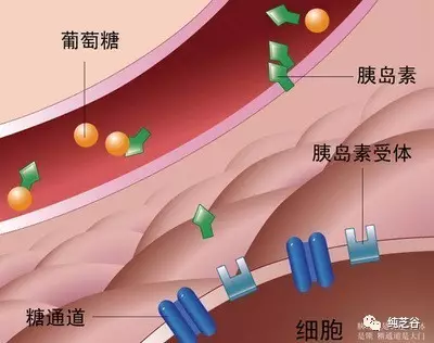 健康知识:哪些胰岛素不能混着用