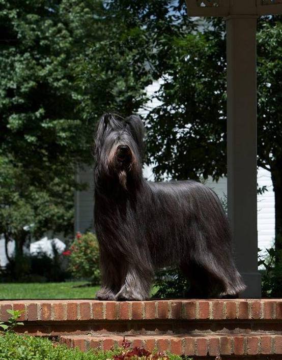 伯瑞犬又叫布里牧羊犬,它的身形看起来与巨贵非常相似,长相却酷似