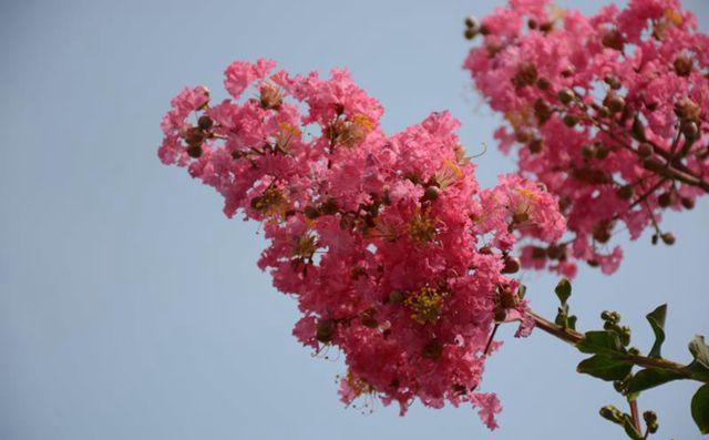 冲浪洗花雨 军屯"中国紫薇小镇爱情季"等你盛开