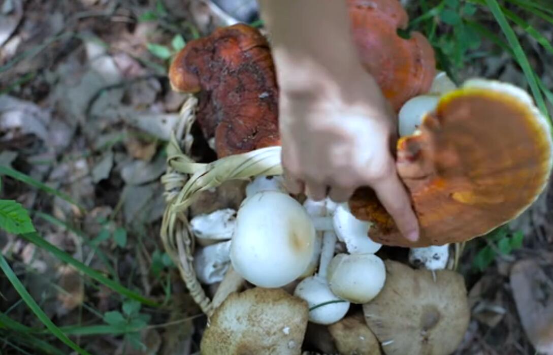 妙龄女子提竹筐着夏装采菌 熬制菌子油气浓味香