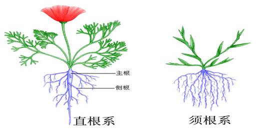 成语本末倒置什么意思_成语故事简笔画(3)