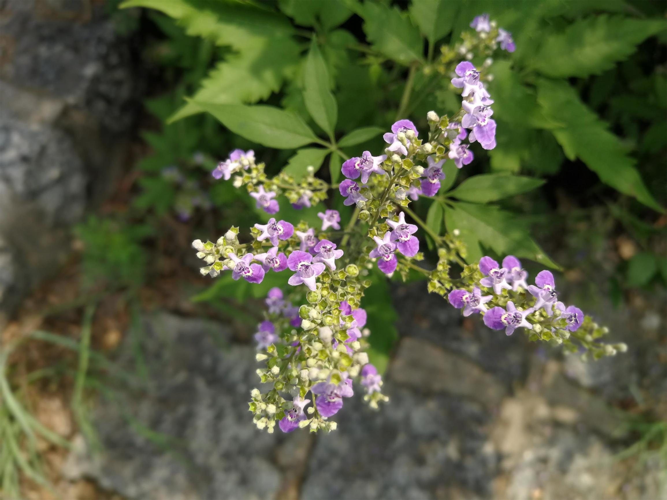 山道上生长着许许多多的黄荆, 正值开花期, 小小的紫色花朵十分漂亮.