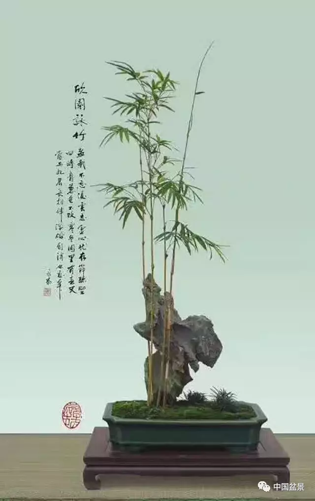 园外苍茫是竹乡:郑永泰盆景新作欣赏