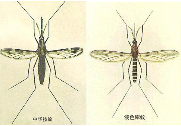 比如,中华按蚊是疟疾传播的重要媒介,淡色库蚊和致倦库蚊,即平常所说