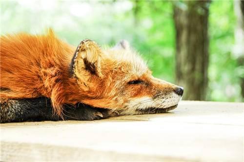 精疲力竭的狐狸