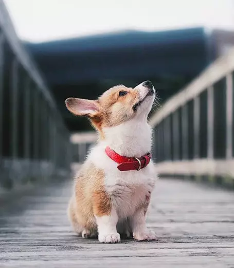 养一只柯基和一只日本银狐犬,这个画风真的好清新