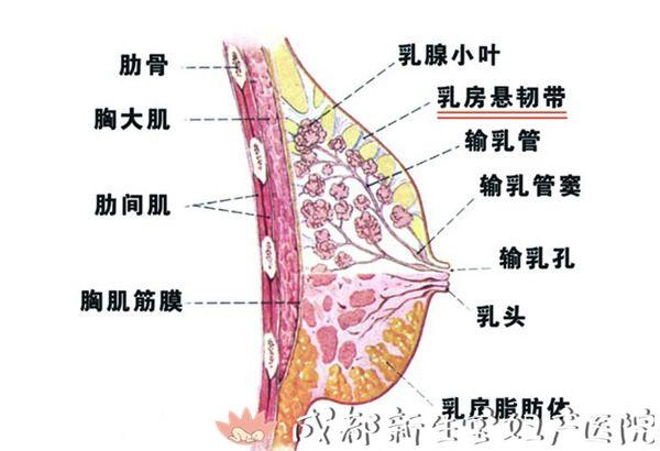 担心产后奶不够?你了解乳房结构和泌乳原理吗