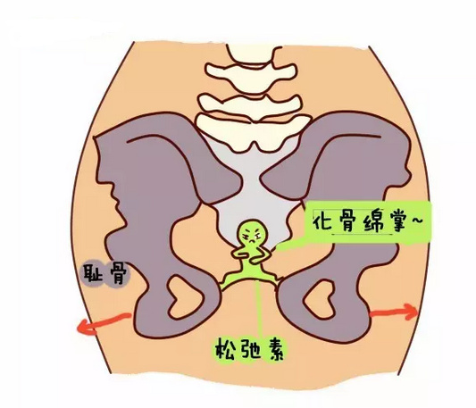 这个激素有一个绝招,堪比"化骨绵掌,能让耻骨缝隙增大,子宫颈软化,但