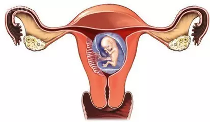 不孕常识,是什么剥夺了女性排卵的权利呢?