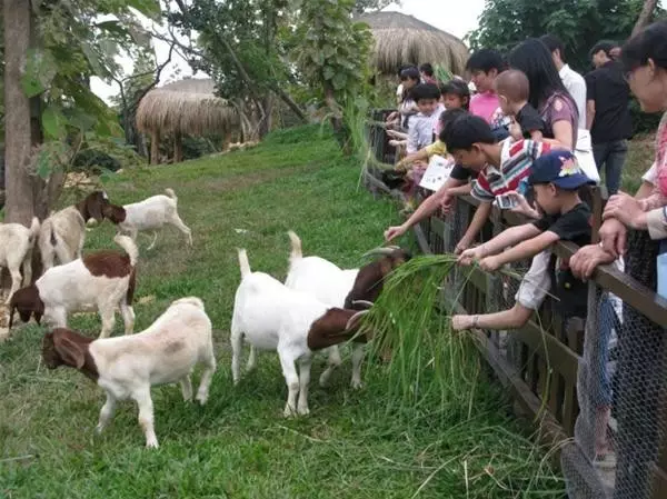 模式四:牧场 牧场生活体验=勇士狩猎乐园