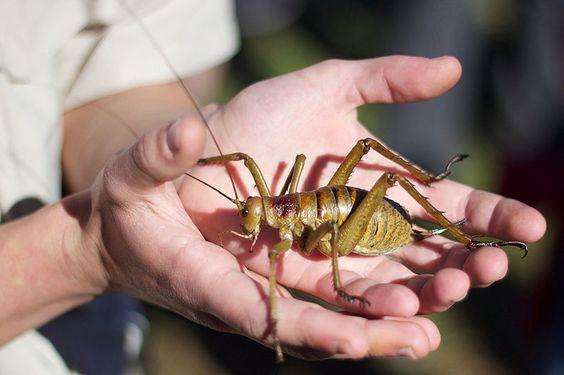 这种昆虫生活在地球上两亿年, 不思进取