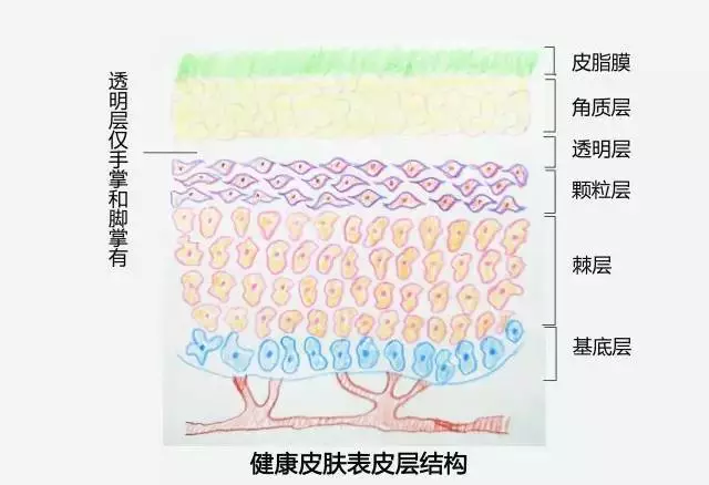 (yf245492760):认识皮肤屏障 皮肤作为人体最大的器官,作用不言而喻