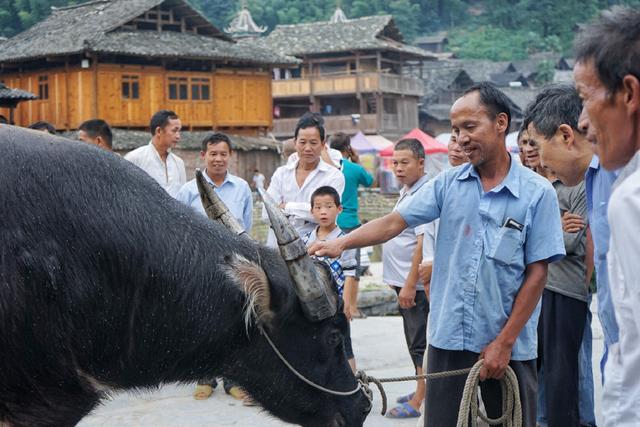 在贵州,村民平时是不敢杀牛的,甚至视牛为至宝.